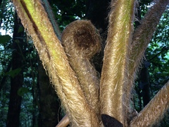 Sphaeropteris brunei