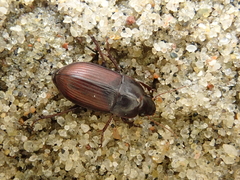 Amara equestris