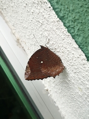 Elymnias hypermnestra