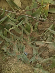 Liliopsida