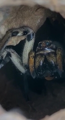 Lycosa tarantula