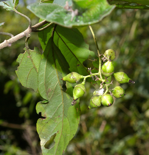 dark-leaved saucerberry (Cordia stuhlmannii)