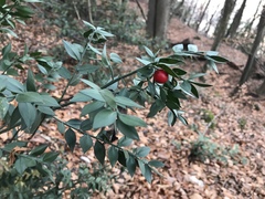 Ruscus aculeatus