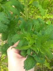 Leonurus quinquelobatus