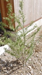 Hippophae rhamnoides