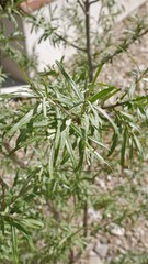 Hippophae rhamnoides