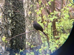 Turdus merula
