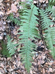 Polystichum aculeatum