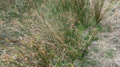 Cyperus gymnocaulos