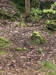 Turdus merula
