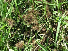 Mariscus longibracteatus image