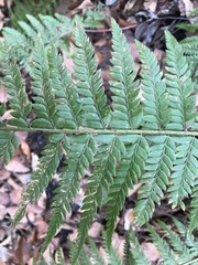 Polystichum aculeatum