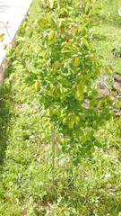 Amelanchier rotundifolia