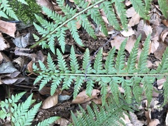 Polystichum aculeatum