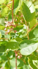 Amelanchier rotundifolia
