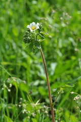 Drymocallis rupestris