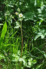 Drymocallis rupestris