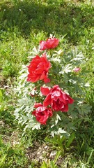 Paeonia suffruticosa