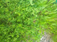 Medicago falcata