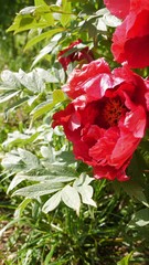 Paeonia suffruticosa
