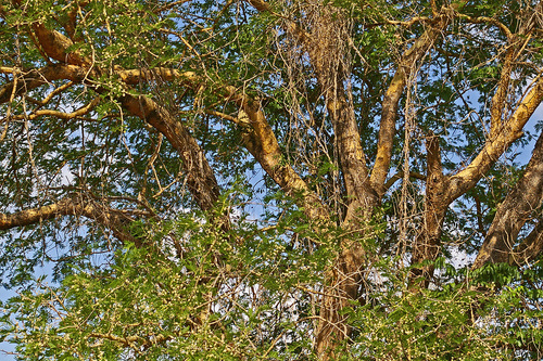 Vachellia sieberiana var. sieberiana image