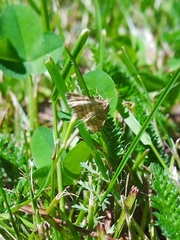 Emmiltis pygmaearia