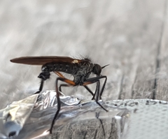 Empis borealis