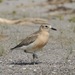 Northern New Zealand Dotterel - Photo (c) obscurus, some rights reserved (CC BY-NC), uploaded by obscurus