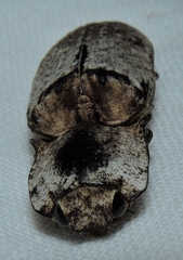 Cryptalaus prosectus