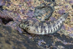 Fringelip Rockskipper photo 2