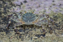 Grapsus tenuicrustatus
