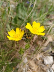 Potentilla hirta