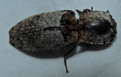 Cryptalaus prosectus