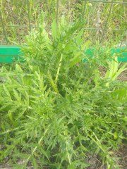 Carduus crispus