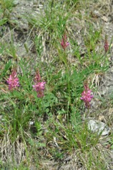 Onobrychis montana