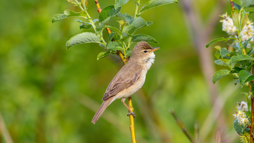 Booted Warbler