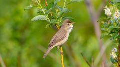 Booted Warbler photo 2
