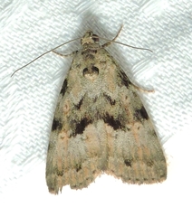 Aucha triphaenoides