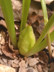 Colchicum longifolium