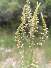 Rumex intermedius