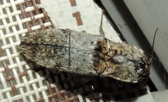 Cryptalaus prosectus