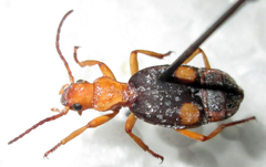 Crepidogaster