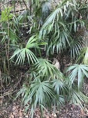 Trachycarpus fortunei
