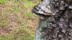Fomes fomentarius