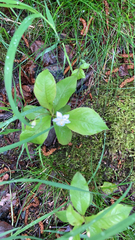 Lysimachia europaea