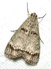 Stericta concisella