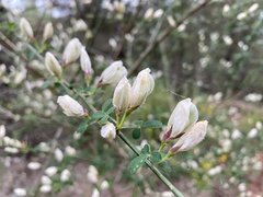 Genista patens