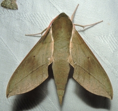 Theretra indistincta