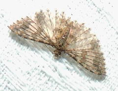 Alucita phricodes