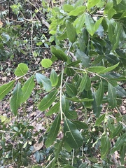 Laurus nobilis